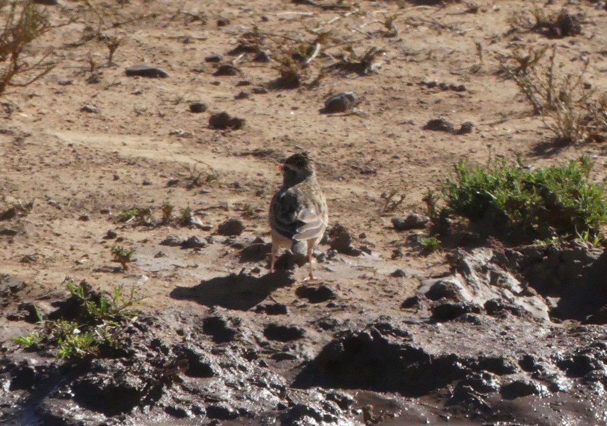 Moineau bridé - ML618757057