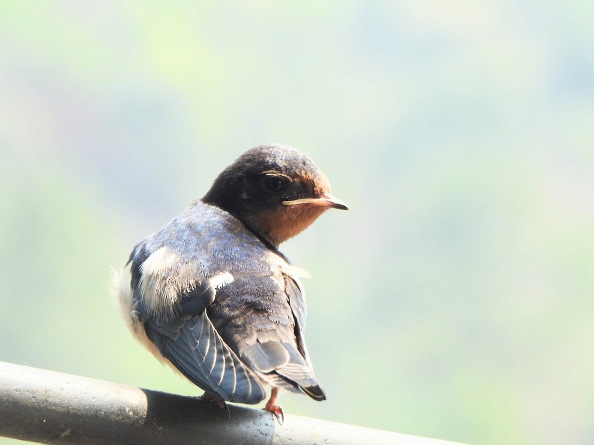 Barn Swallow - ML618757059