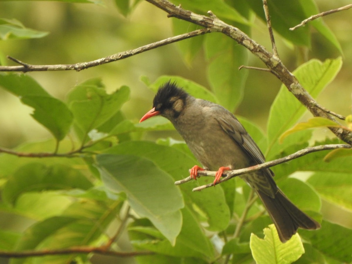 Black Bulbul - ML618757072