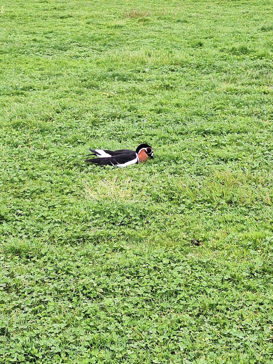 Red-breasted Goose - Jienchi  Dorward