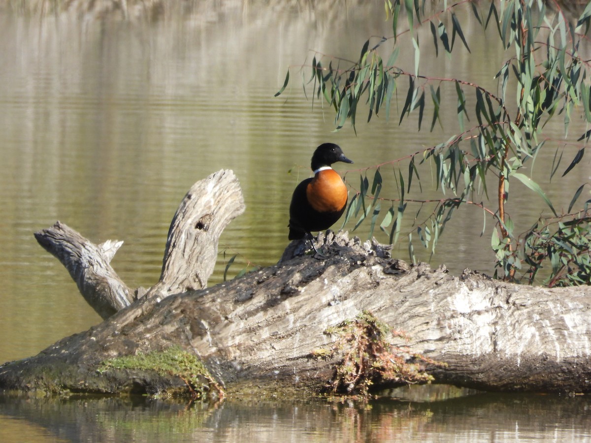 Australian Shelduck - ML618757120