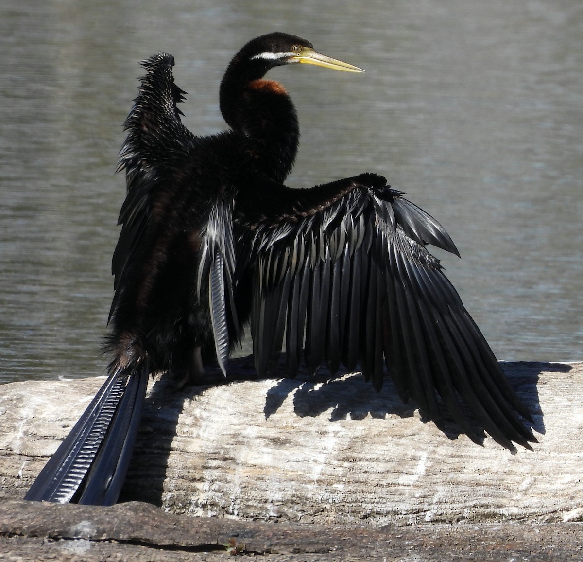 Australasian Darter - ML618757122