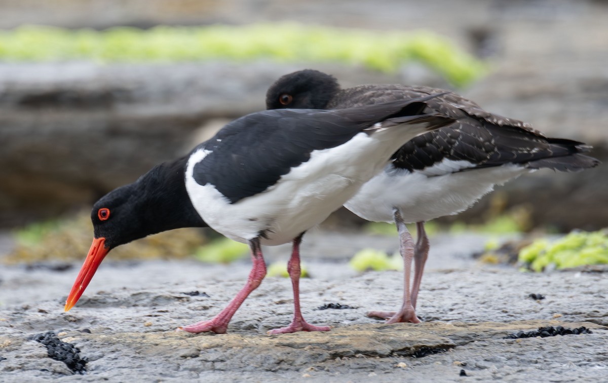 Pied Oystercatcher - ML618757168