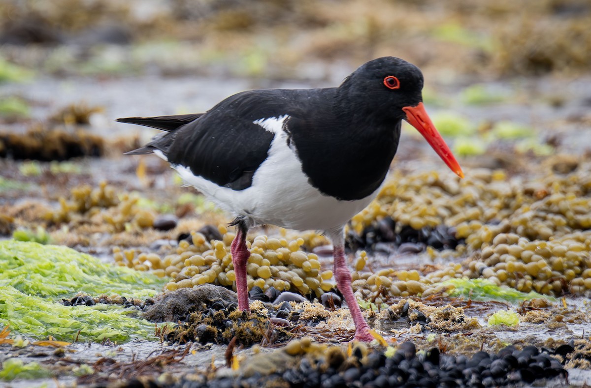 Pied Oystercatcher - ML618757169