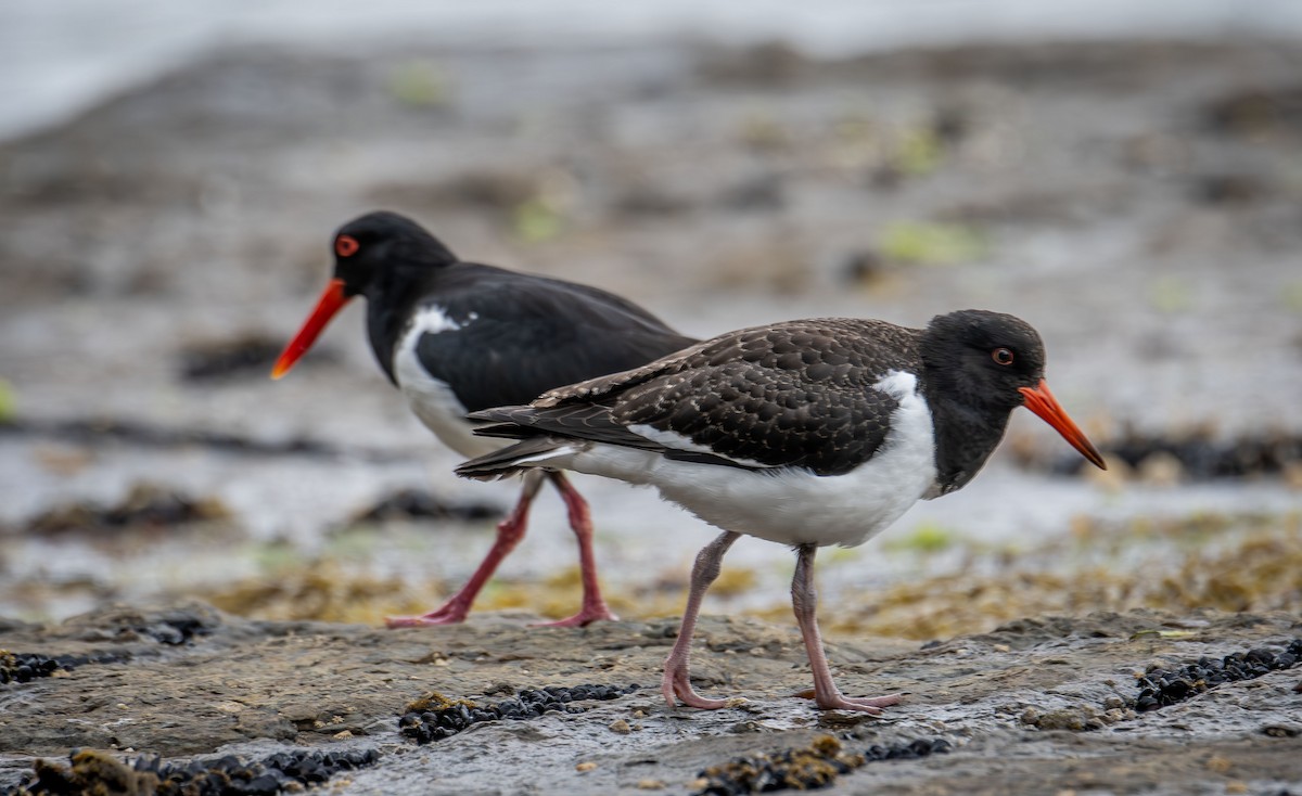 Pied Oystercatcher - ML618757170