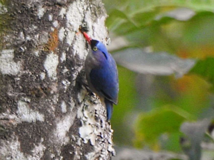 Velvet-fronted Nuthatch - ML618757183