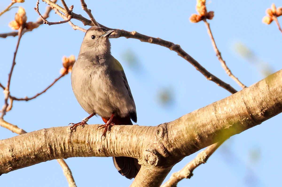 Gray Catbird - ML618757211