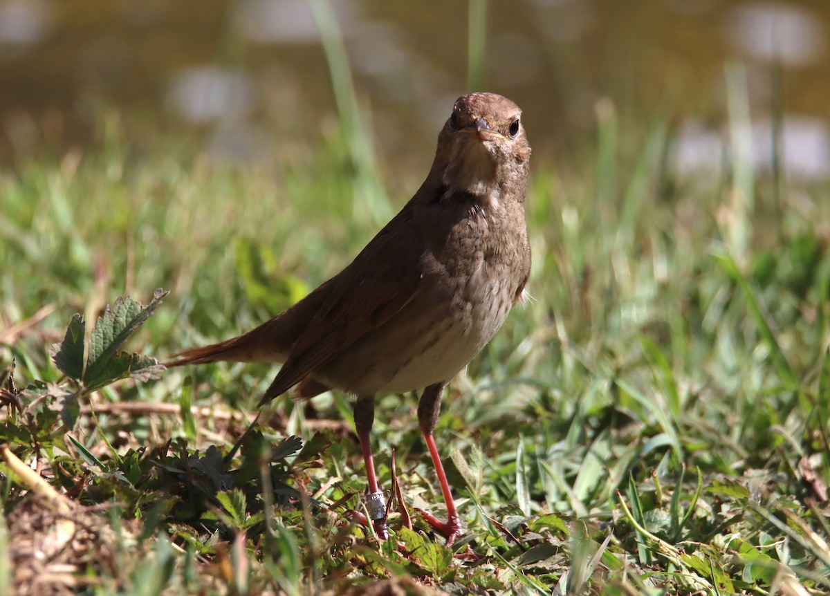 Thrush Nightingale - ML618757256