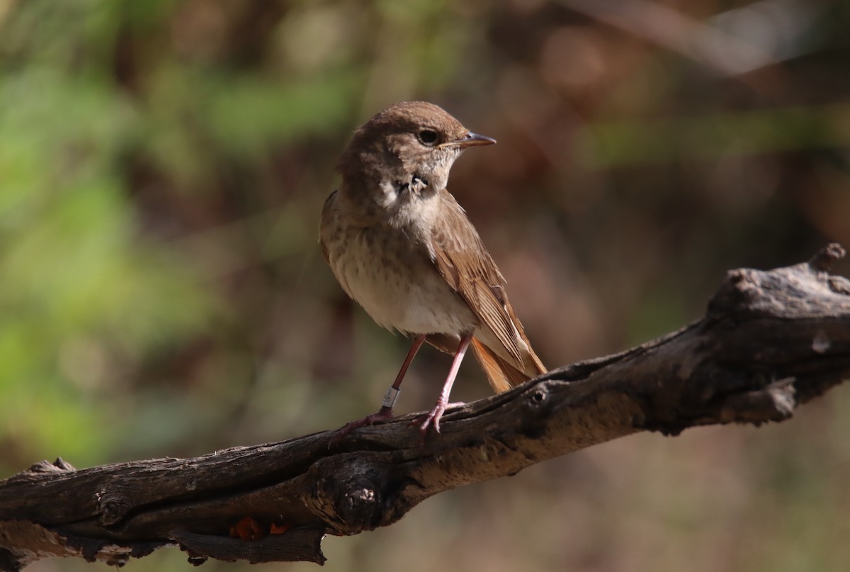 Thrush Nightingale - ML618757271