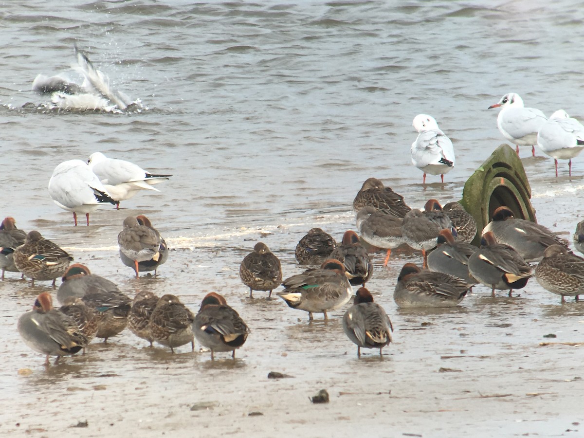 小水鴨(carolinensis) - ML618757276