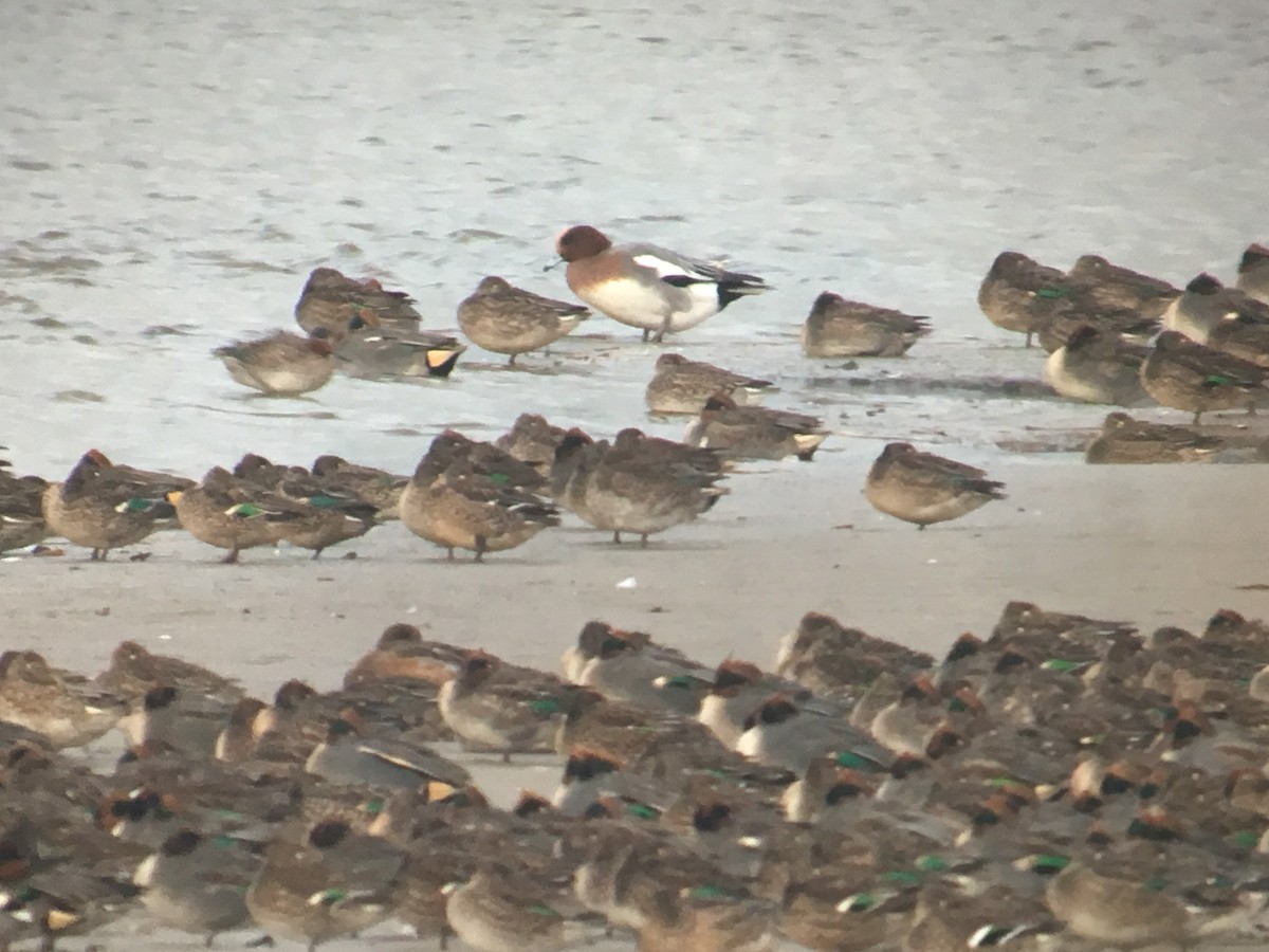 Green-winged Teal (American) - Liam Langley