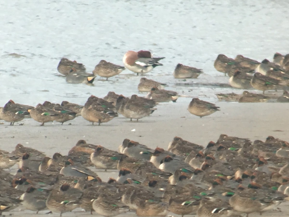 Green-winged Teal (American) - Liam Langley