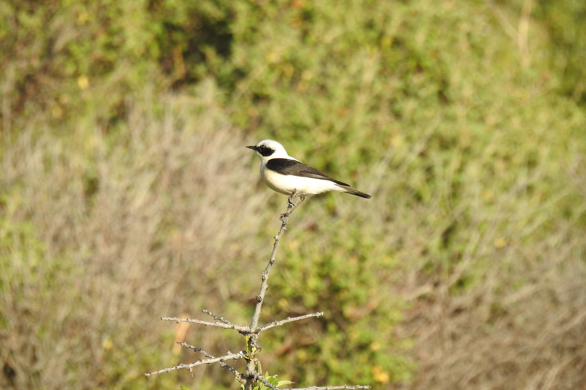 Eastern Black-eared Wheatear - ML618757291