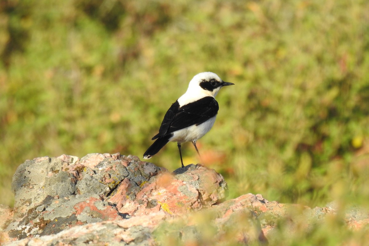 Eastern Black-eared Wheatear - ML618757293