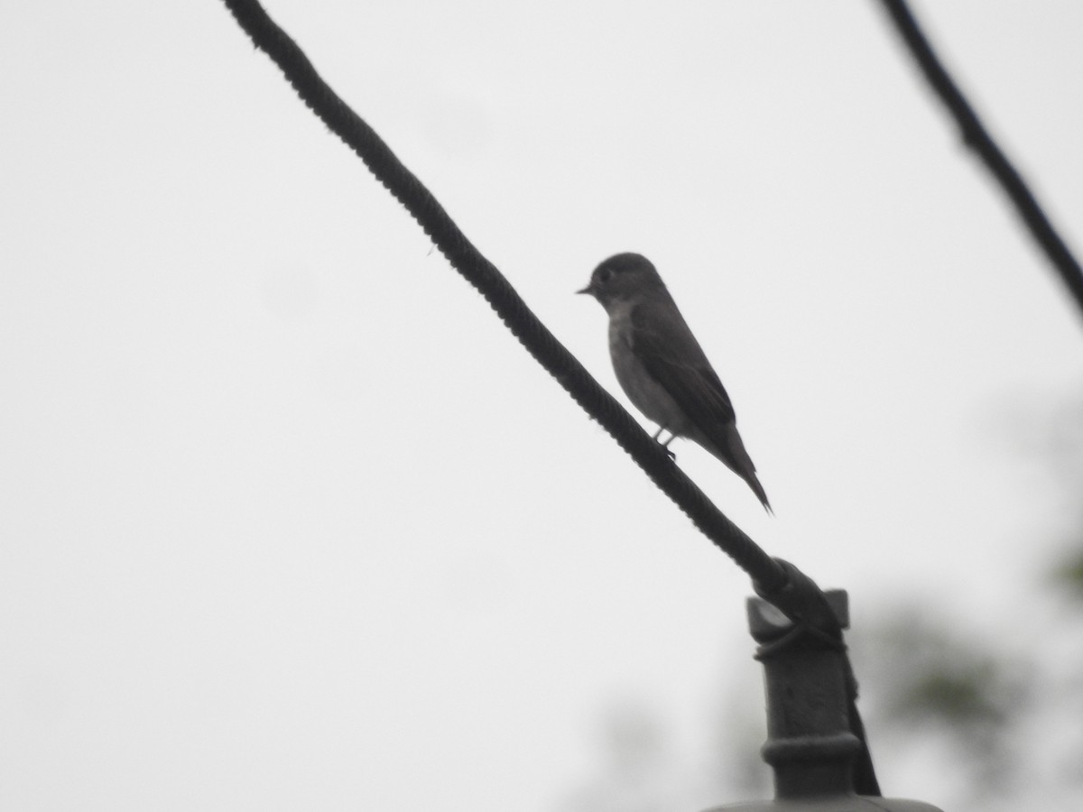 Dark-sided Flycatcher - Aniruddha Ghosh