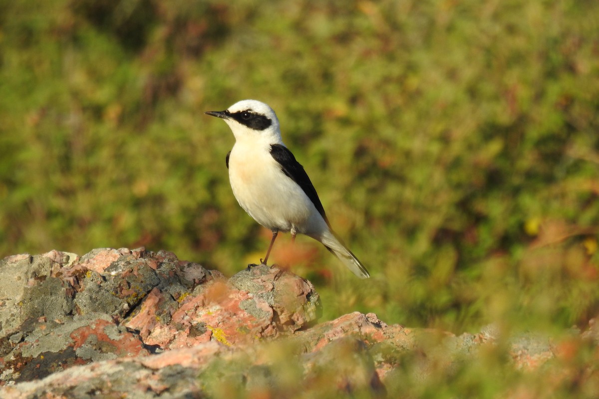 Eastern Black-eared Wheatear - ML618757300