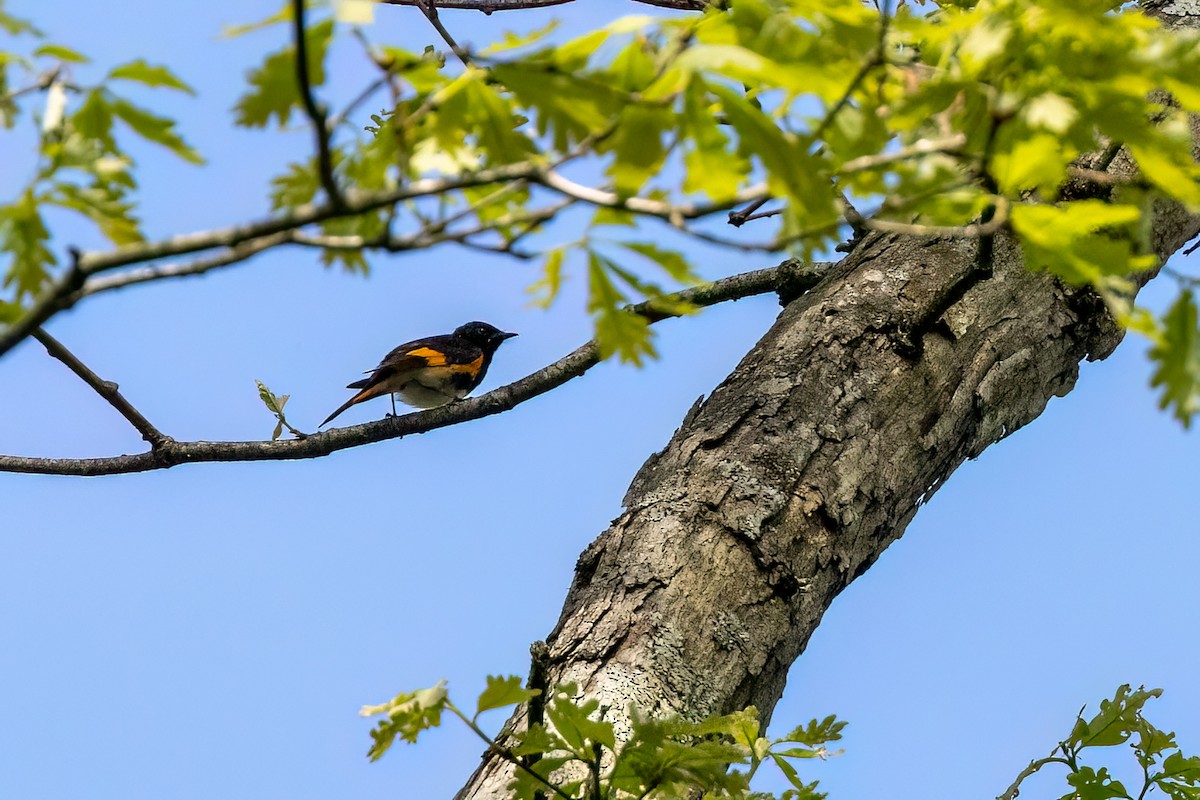 American Redstart - ML618757303