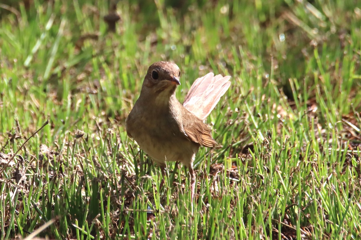 Thrush Nightingale - Tomi Frank