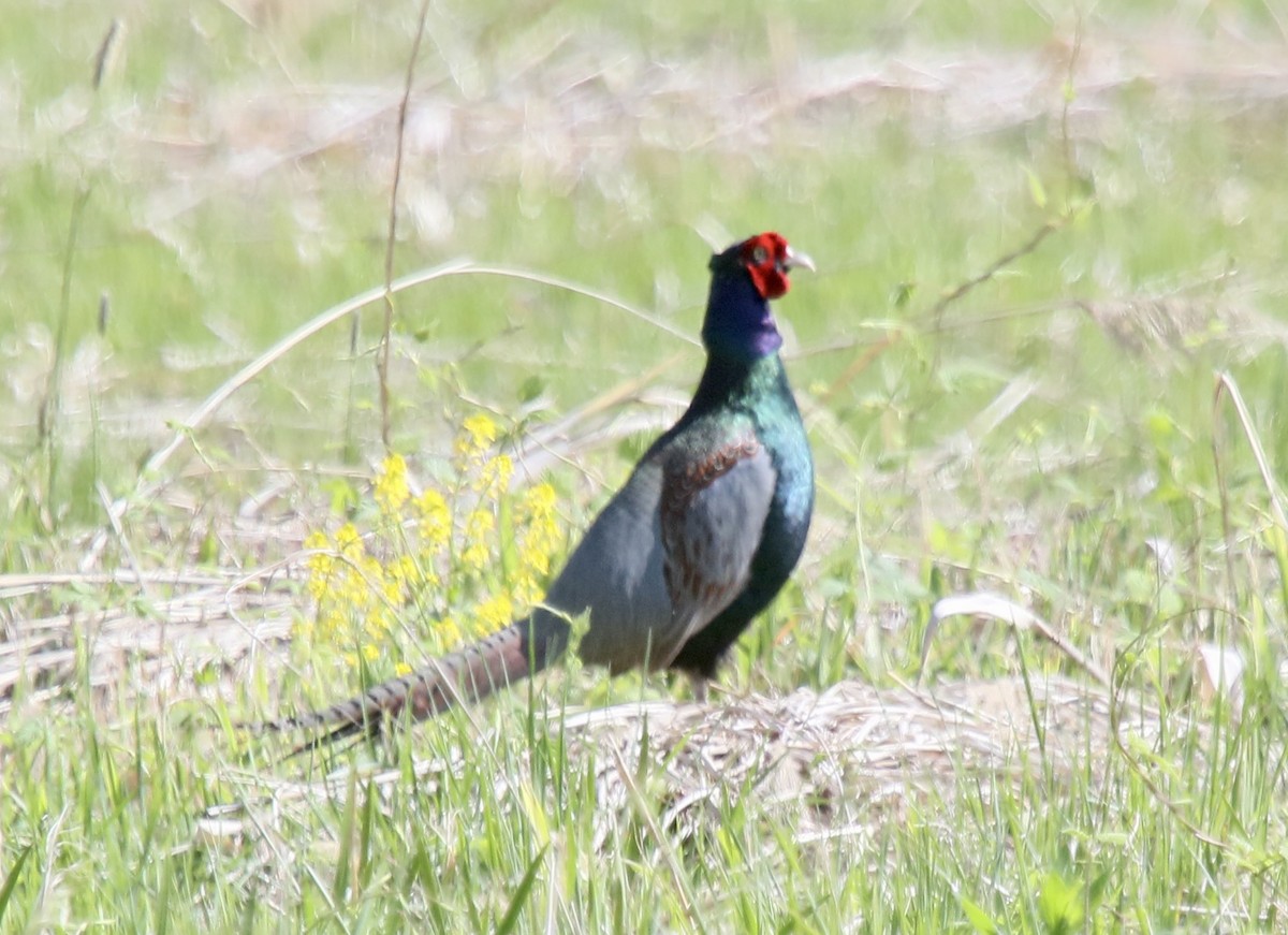 Green Pheasant - ML618757327