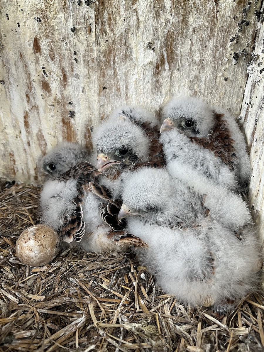 American Kestrel - ML618757336