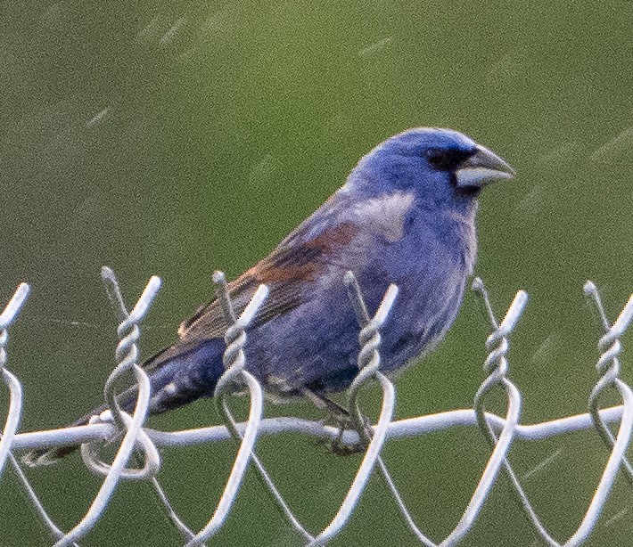 Blue Grosbeak - ML618757341