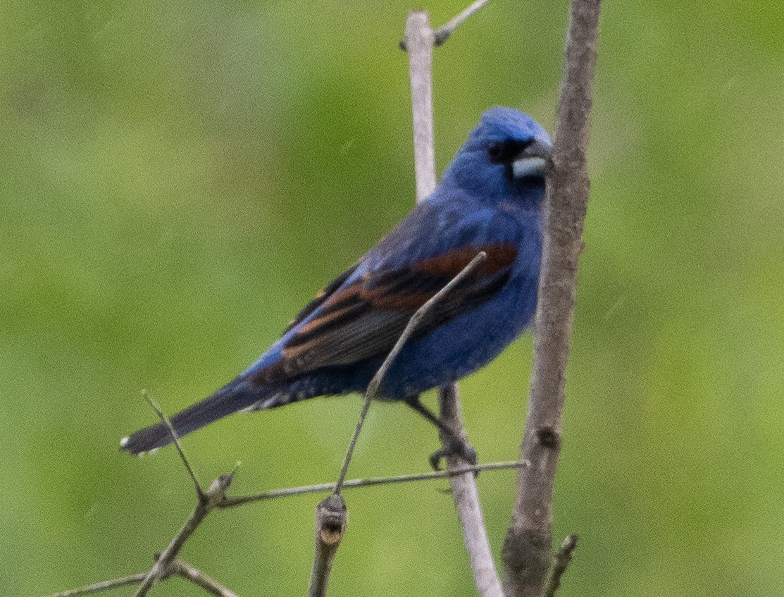 Blue Grosbeak - ML618757342