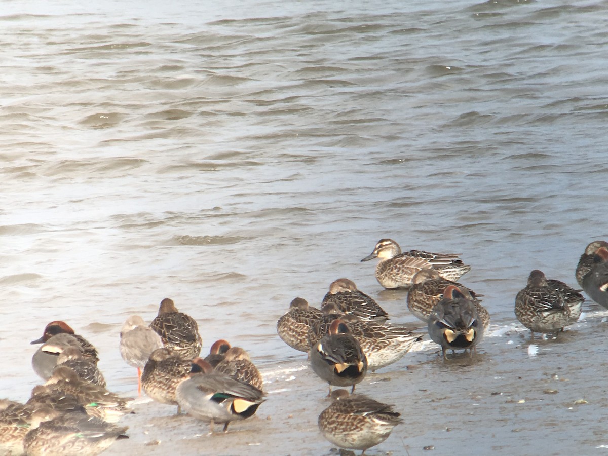 Garganey - Liam Langley