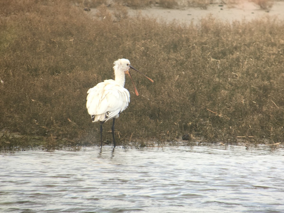 Eurasian Spoonbill - ML618757383