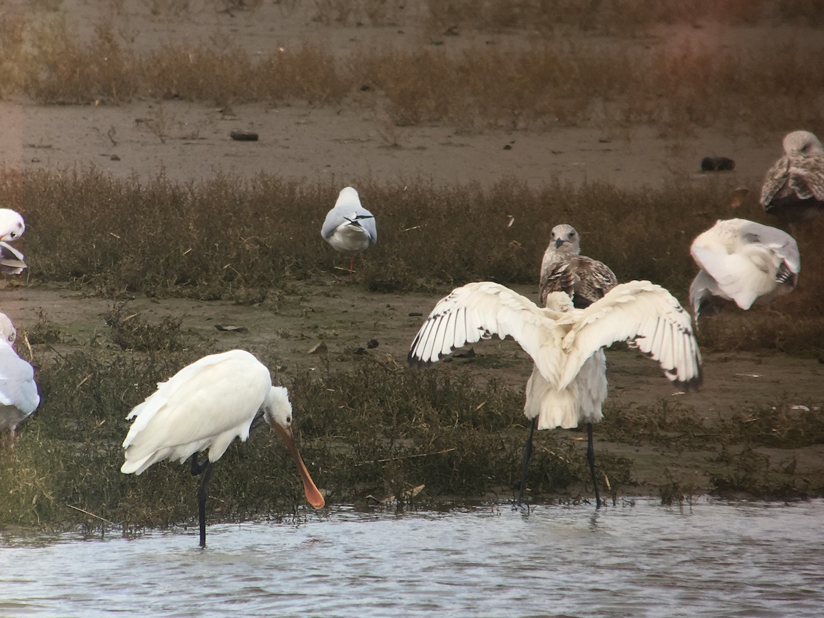 Eurasian Spoonbill - ML618757384