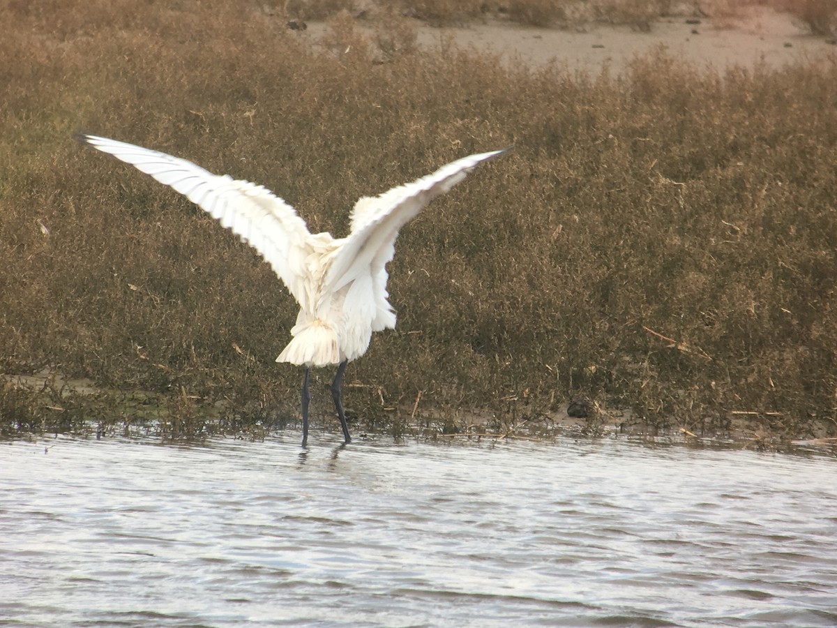 Eurasian Spoonbill - ML618757385