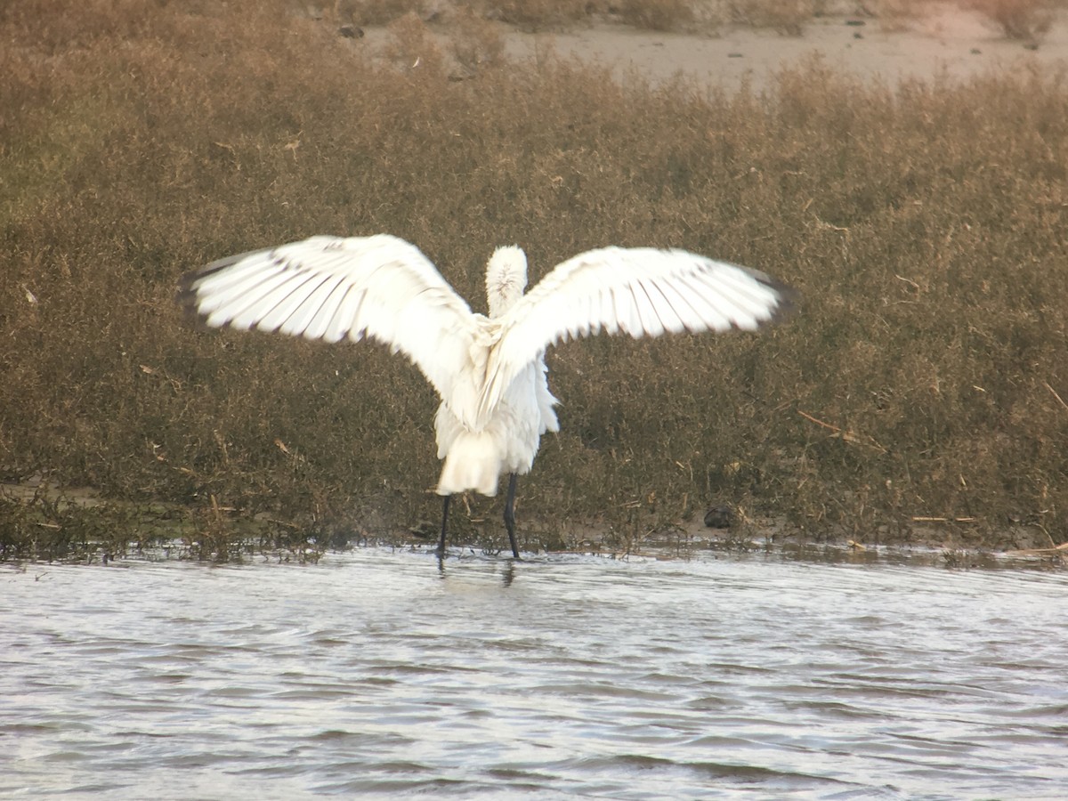 Eurasian Spoonbill - ML618757386