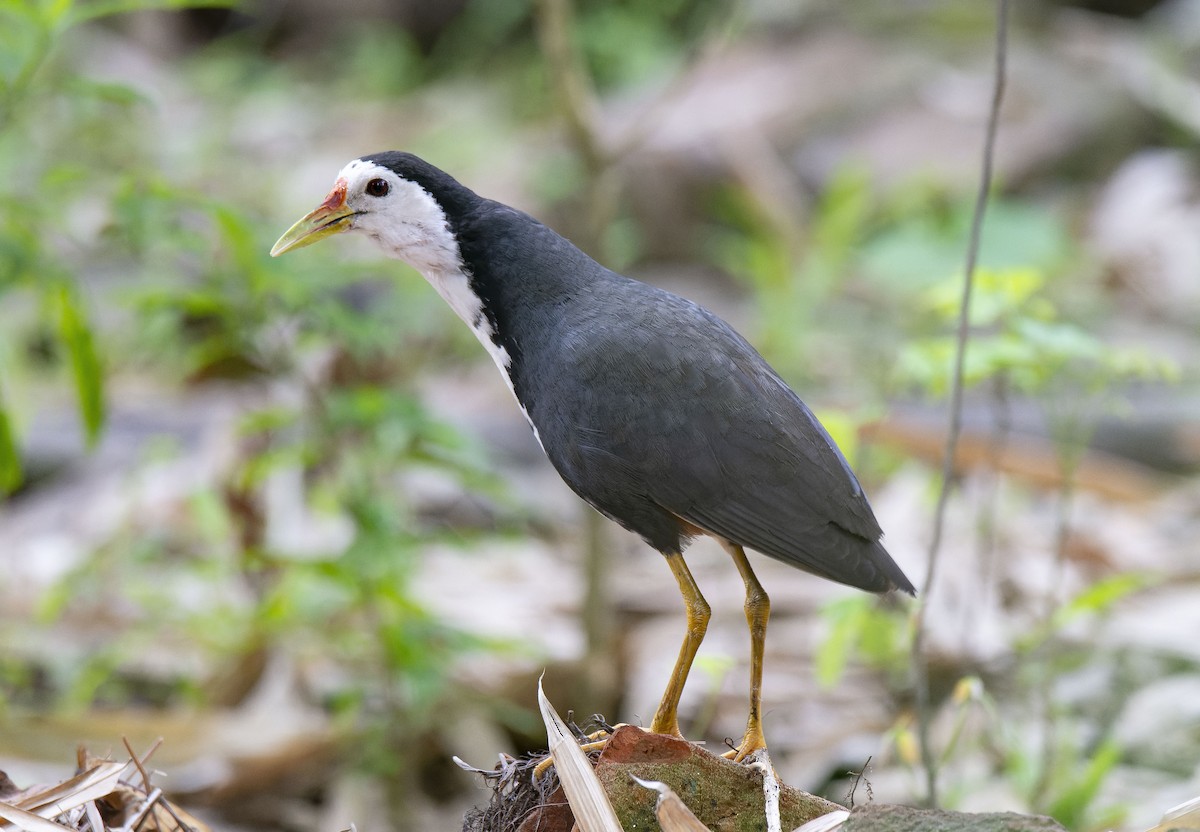 White-breasted Waterhen - Antonio Ceballos Barbancho