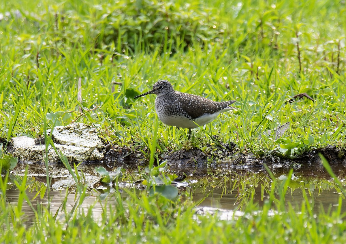 Wood Sandpiper - Antonio Ceballos Barbancho