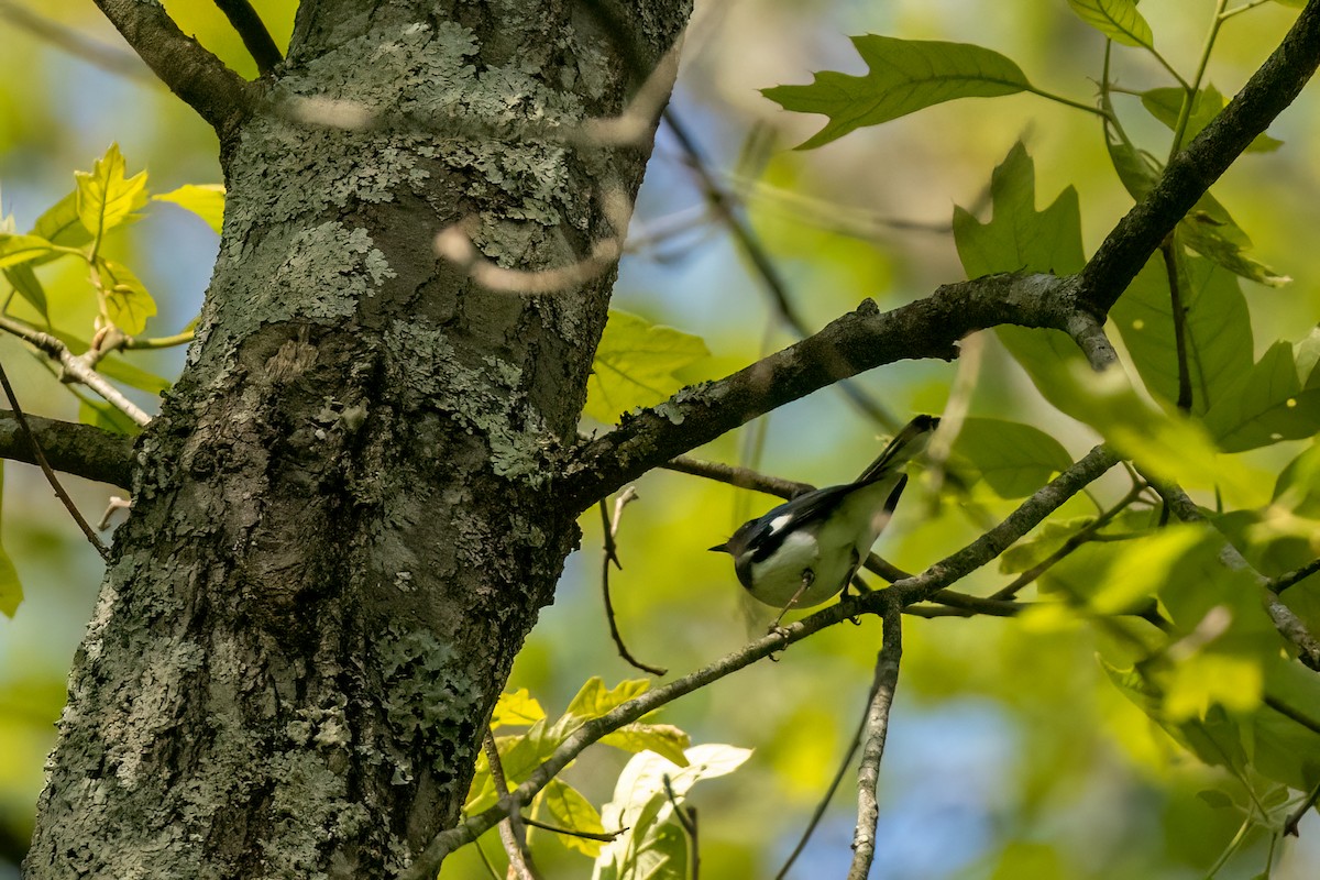 Black-throated Blue Warbler - ML618757394