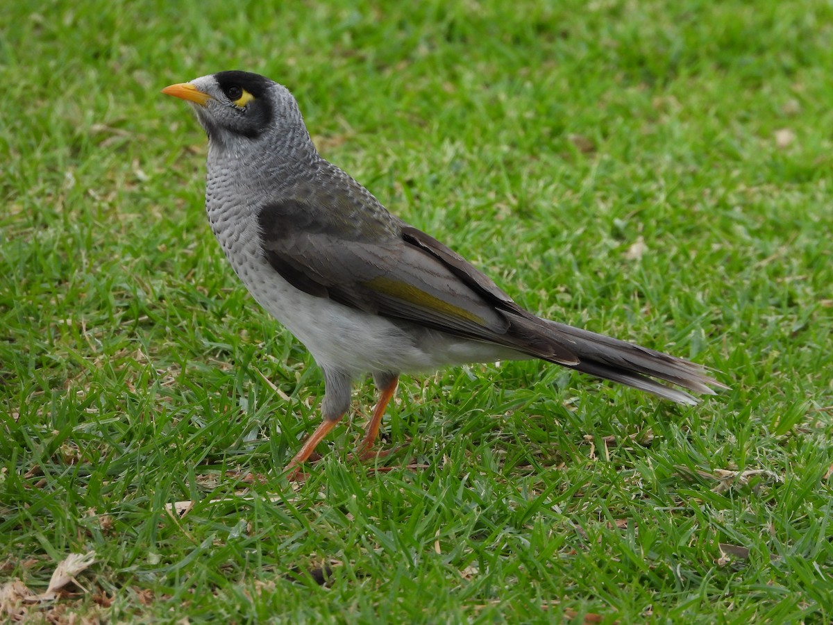 Noisy Miner - ML618757411