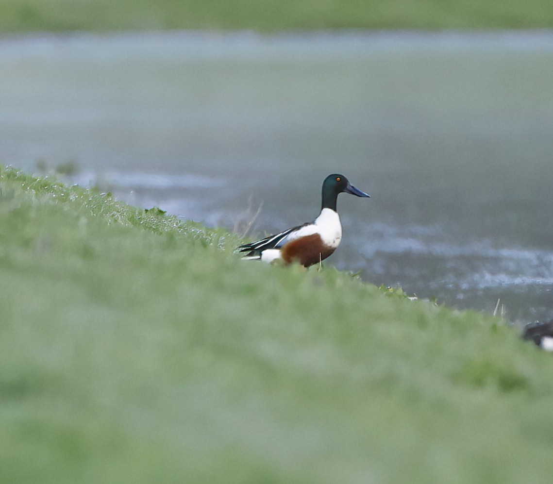 Northern Shoveler - ML618757421