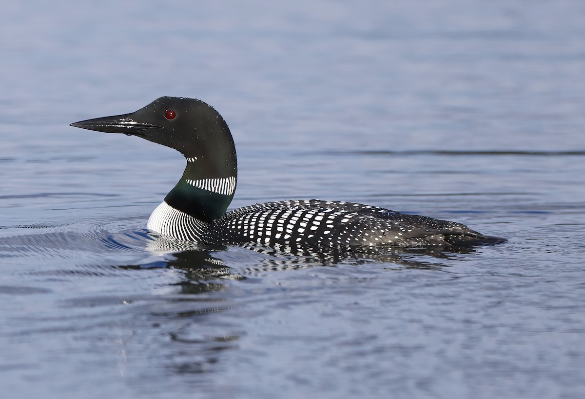 Common Loon - ML618757431