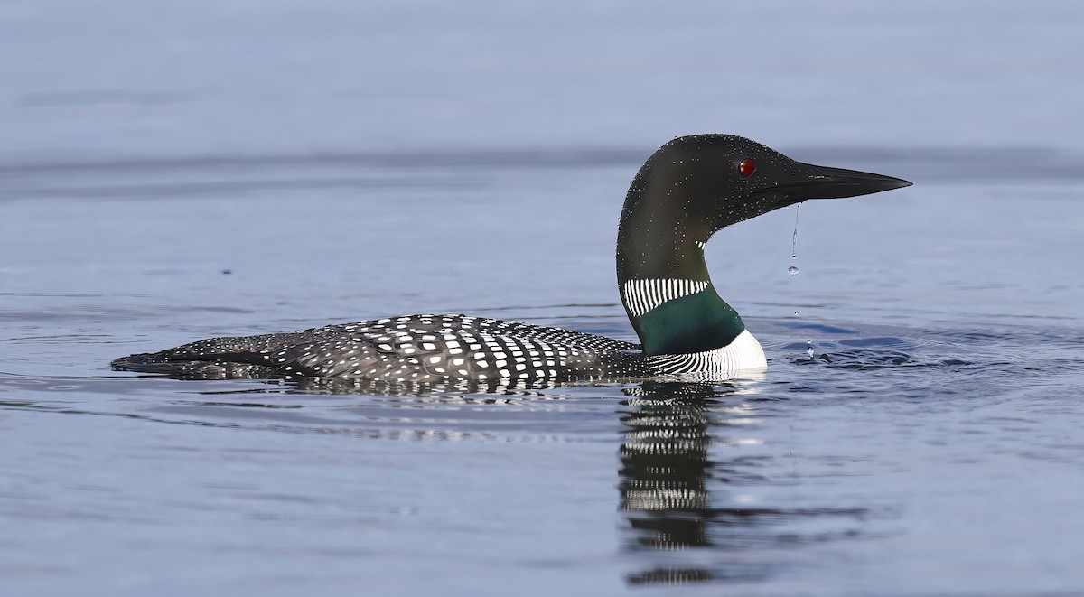 Common Loon - ML618757439