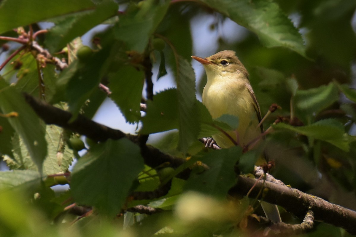 Icterine Warbler - ML618757440