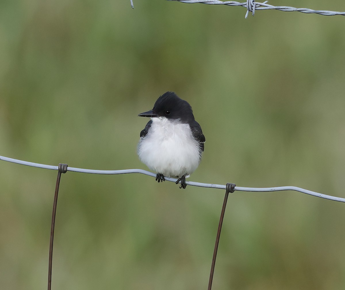 Eastern Kingbird - ML618757441