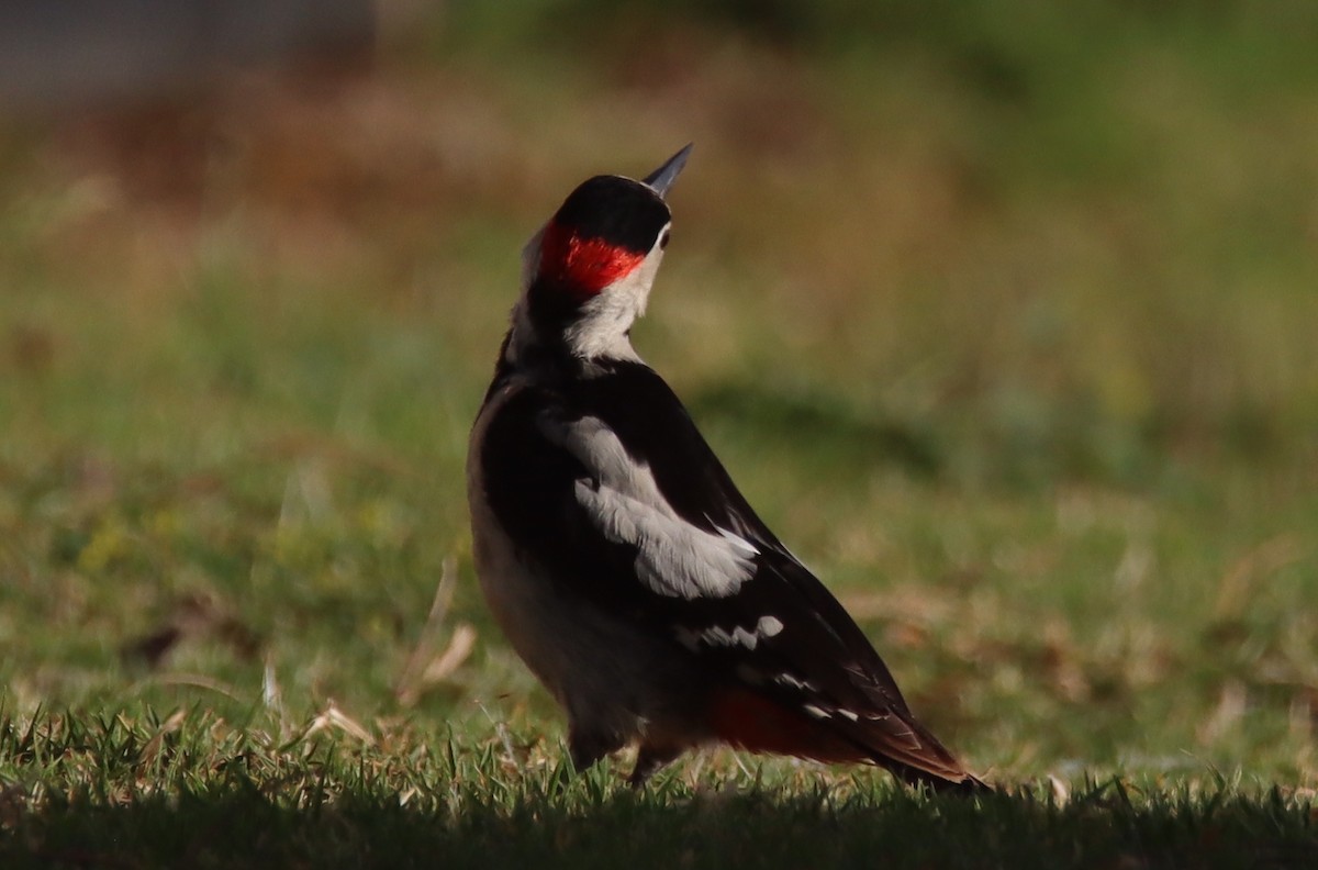 Syrian Woodpecker - ML618757459