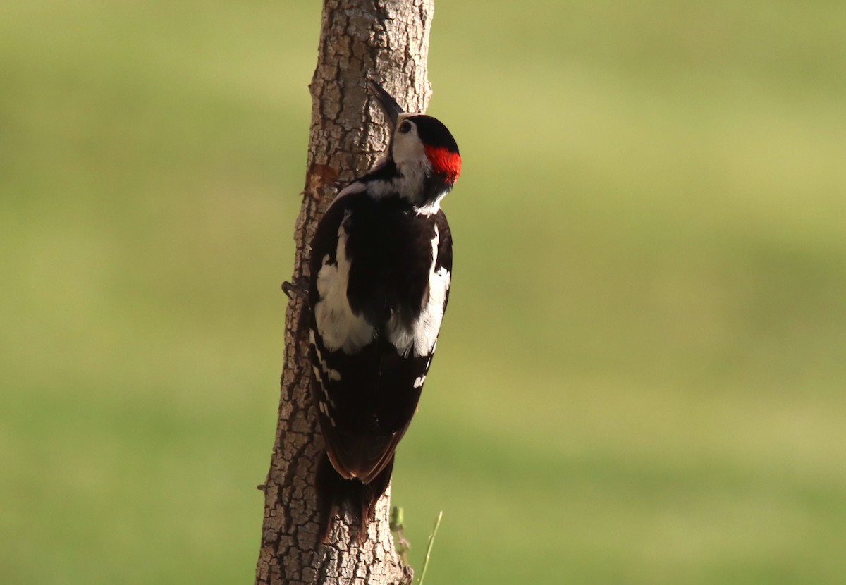Syrian Woodpecker - ML618757483