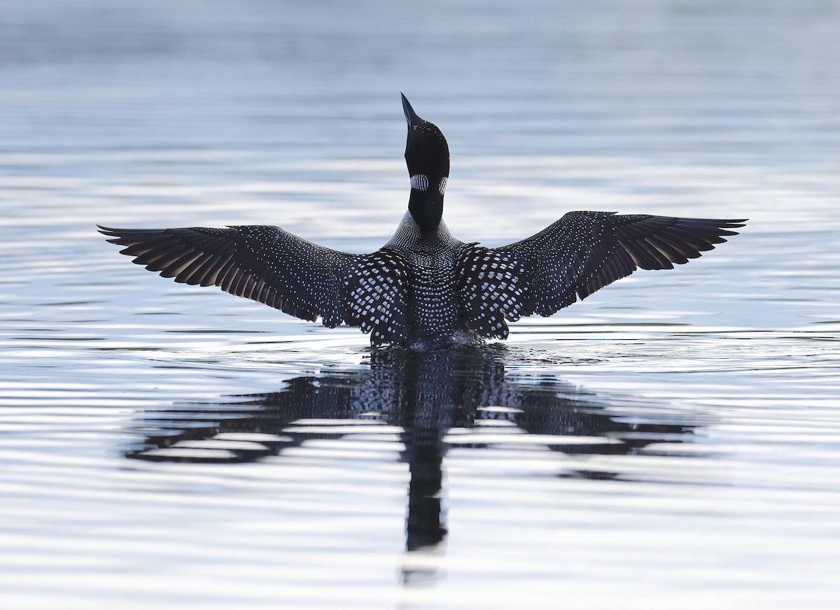 Common Loon - ML618757485