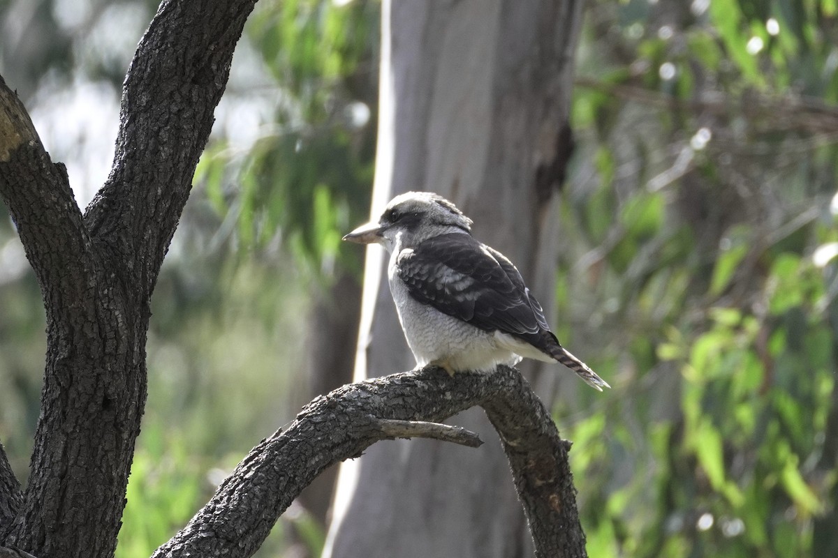 Laughing Kookaburra - Patrick Lam