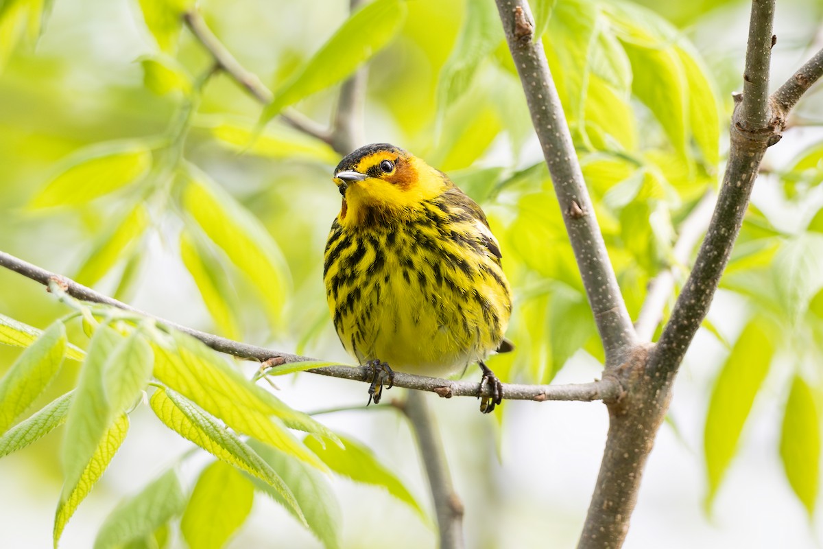 Cape May Warbler - ML618757488