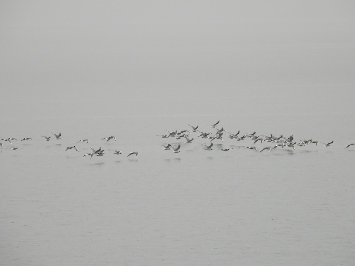 Bonaparte's Gull - ML618757489