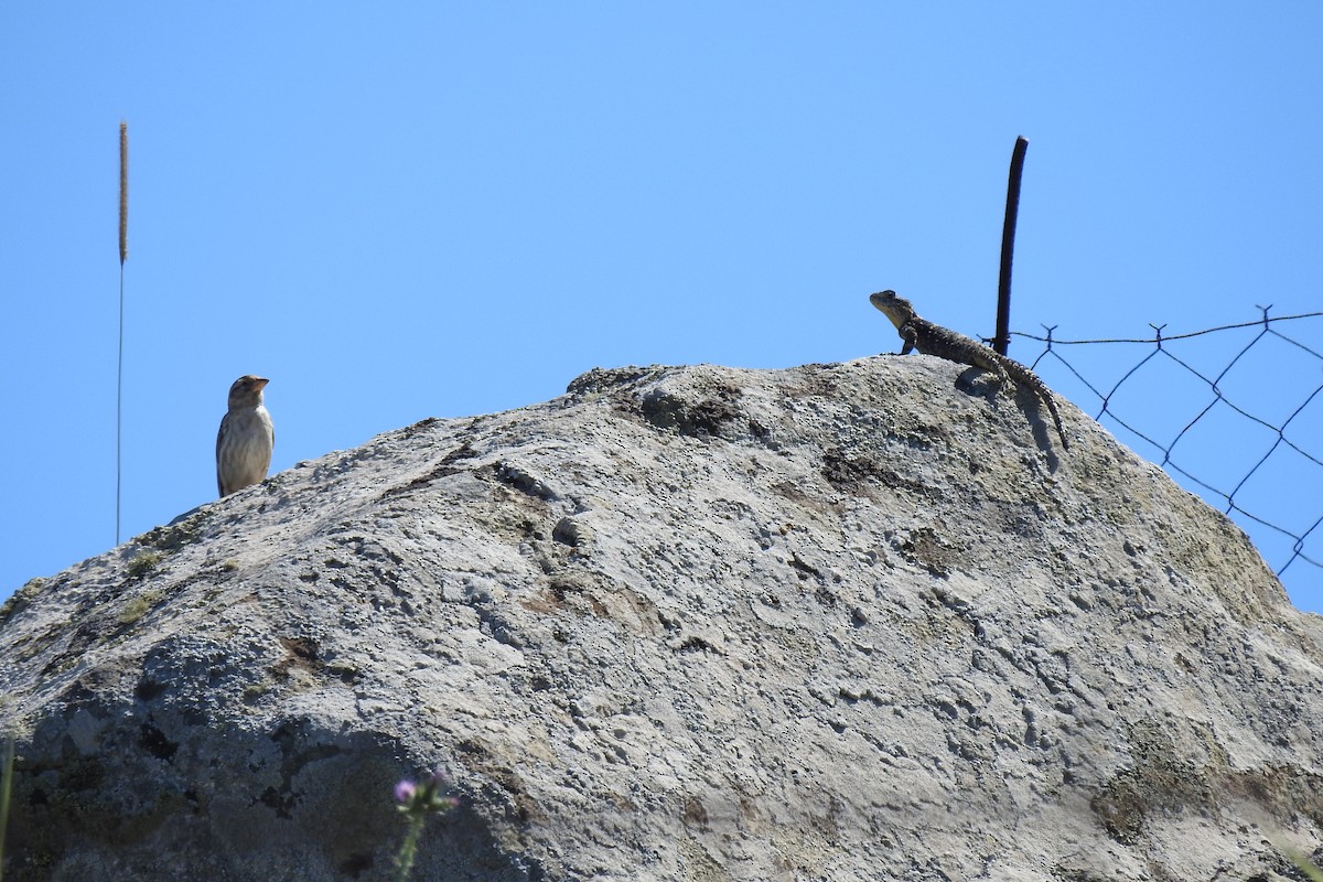 Rock Sparrow - Peter Hines