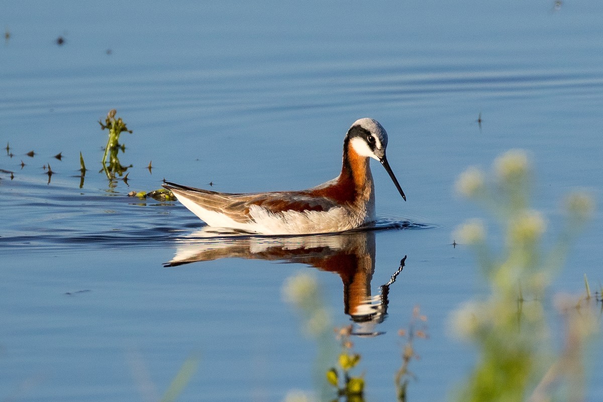 Wilson's Phalarope - ML618757496