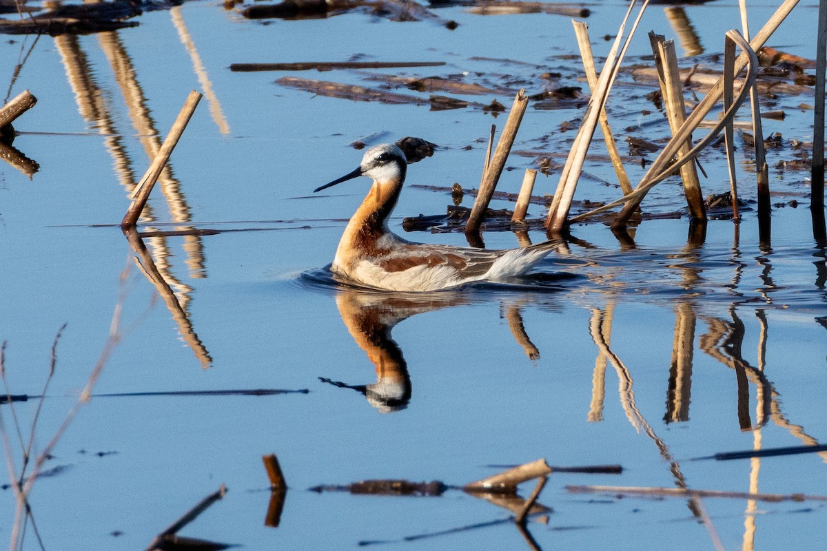 Wilson's Phalarope - ML618757497