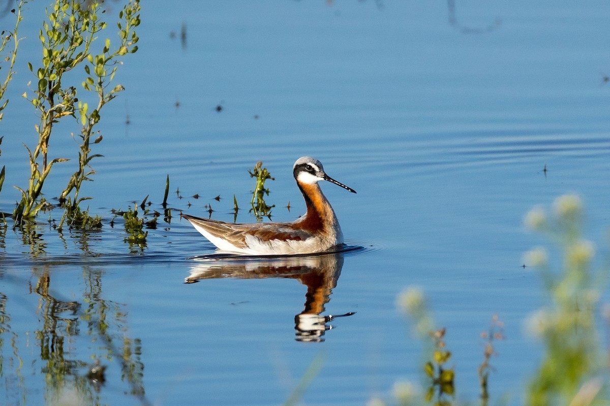 Wilson's Phalarope - ML618757498